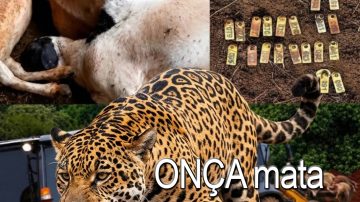 ONÇAMATA