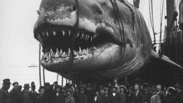 megalodon