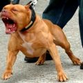 pitbull