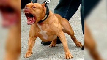 pitbull